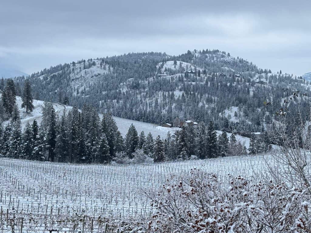 Snow dusts the vineyards at Blasted Church