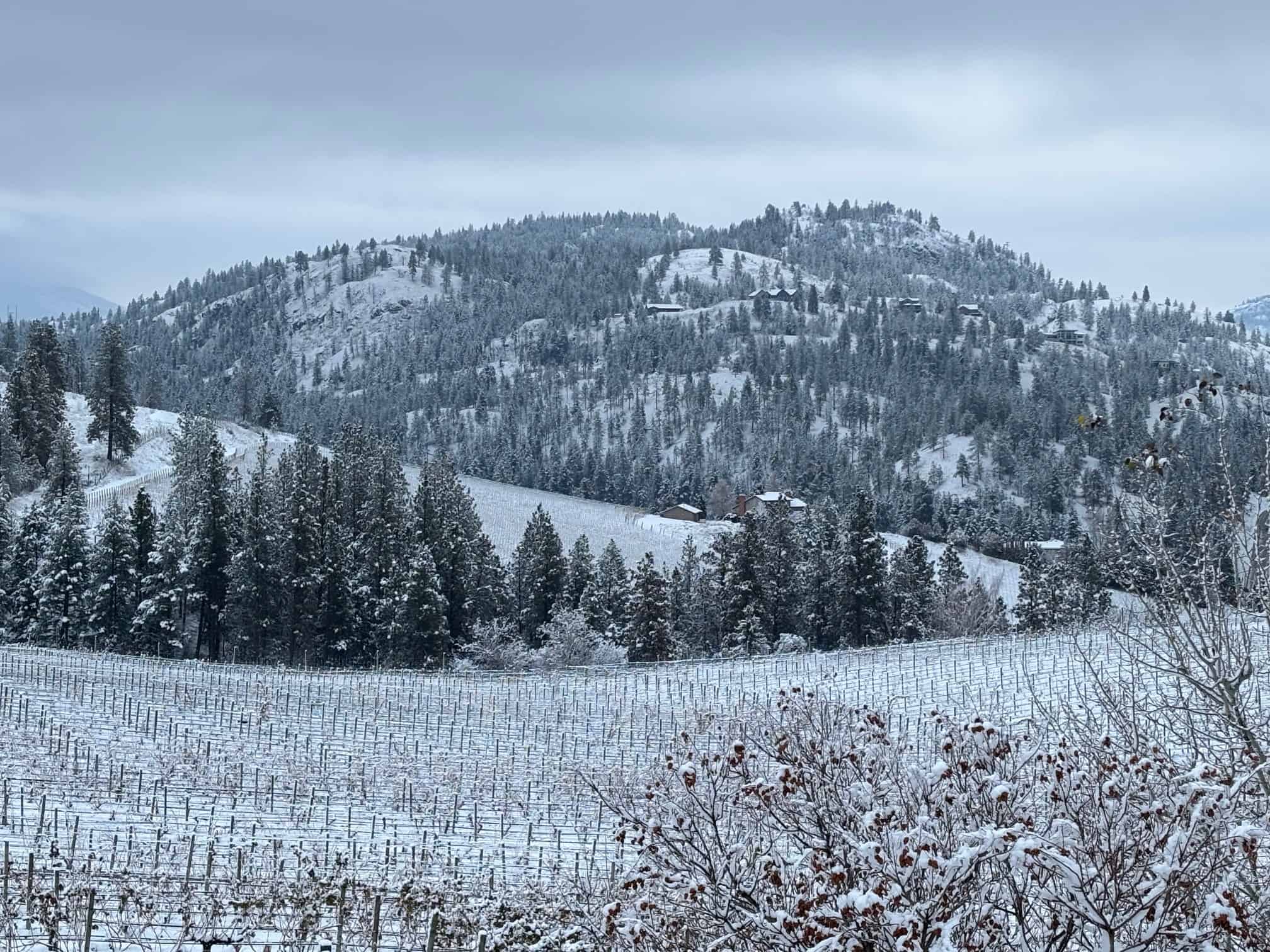 Snow dusts the vineyards at Blasted Church